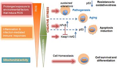 Microenvironment-Cell Nucleus Relationship in the Context of Oxidative Stress